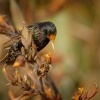 Spacek obecny - Sturnus vulgaris - European Starling 1612